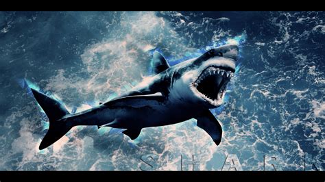 Shark Art Wallpapers - Top Free Shark Art Backgrounds - WallpaperAccess