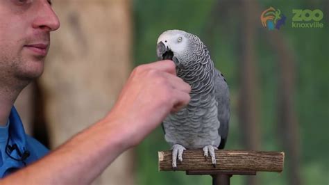 Einstein the African Grey Parrot - YouTube