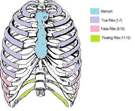 The Thoracic Cage | Function & Types of Ribs - Lesson | Study.com