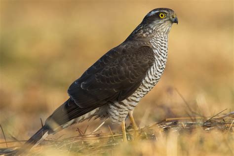 12 Different British Birds Of Prey (Common & Rare) | UpGardener™