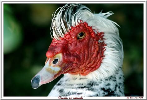 RockBerry: Le canard de Barbarie (Cairina moschata)