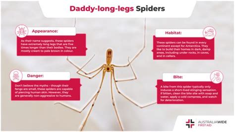 The Daddy-Long-Legs Spider | Spider Facts