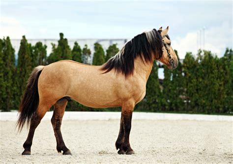 Horse Breed: Paso Fino