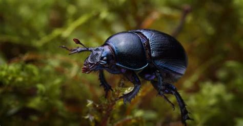 Types of Beetles: The Complete List