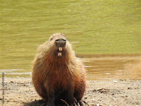 Capybara Mouth