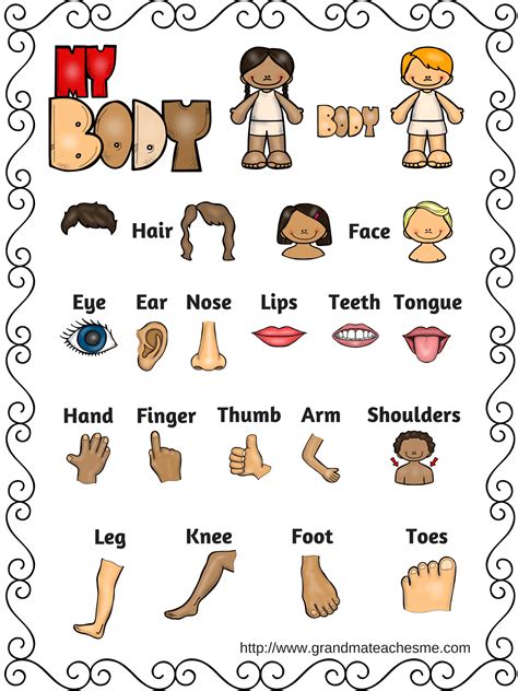 Parts Of The Body Printable Chart