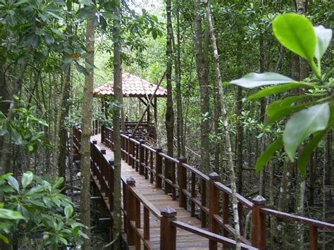 Johor National Parks: Tanjung Piai Johor National Park