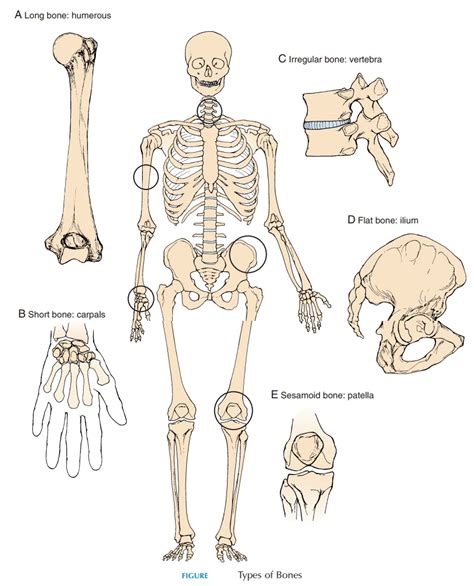 Types of Bones