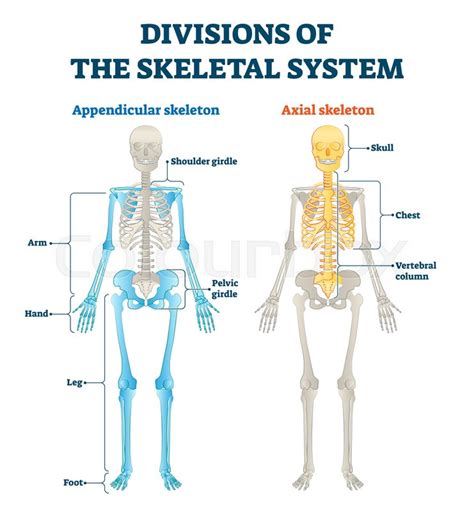 Divisions of appendicular and axial ... | Stock vector | Colourbox