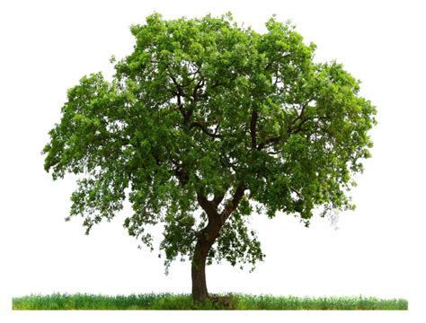 Tree PNG, Tree Transparent Background - FreeIconsPNG