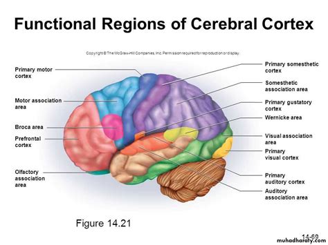 11 Physiology of Cerebral Cortex pptx - فرح نبيل عباس - Muhadharaty