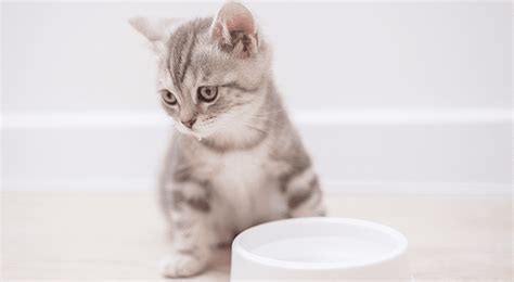 Is My Cat Drinking Water? All About Cat Hydration - Temptations™ Singapore