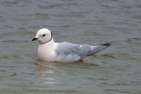 10+ Different Types of Seagulls - Sea Gull Types With Photos