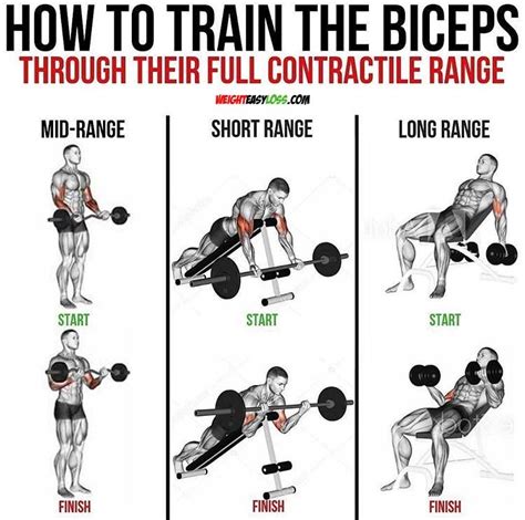 🚨 TRAIN THE BICEPS The two main actions of the biceps include flexing ...