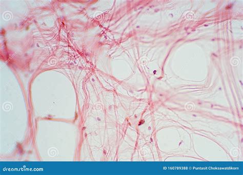 Areolar Connective Tissue Under the Microscope View Stock Photo - Image ...