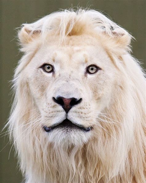 Young albino lion , from Iryna | ライオン, 星座