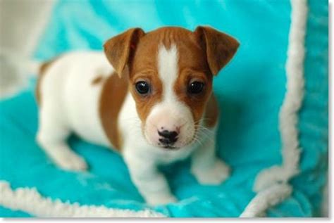 Miniature Jack Russell Terrier Puppies For Sale - Photos All Recommendation