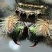 Spiders. - a gallery on Flickr