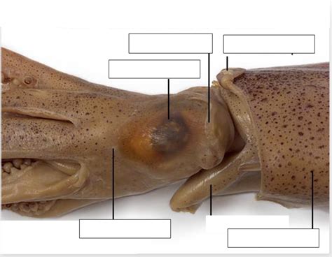 Squid External Anatomy Part 2 Diagram | Quizlet