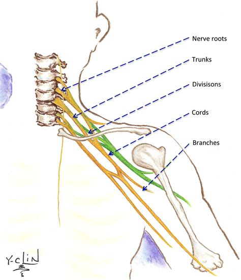 Brachial Plexus Anatomy PDF