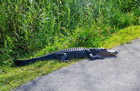 Everglades National Park hiking trails - Right Kind Of Lost