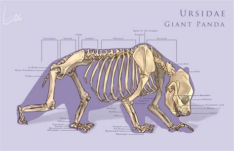 How Many Bones Does a Panda Have