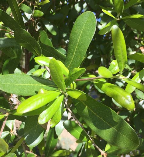 Southern Live Oak 6-12 seedling | Etsy