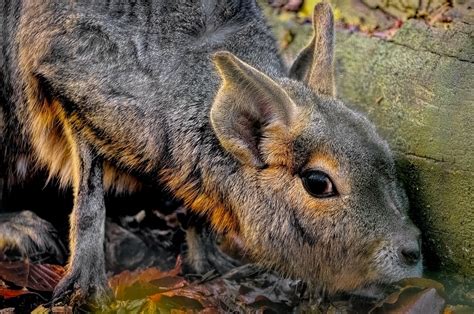 Patagonian Mara Rodent Mammal - Free photo on Pixabay - Pixabay