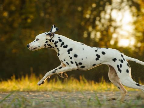 Brown Dalmatian - Rarity, Fact and Buying Guide - Dog Dwell