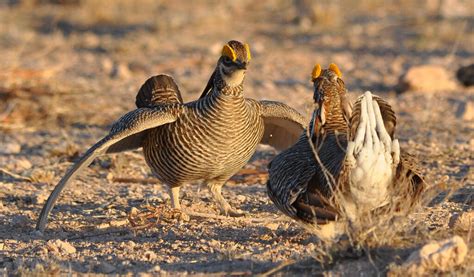 Lesser Prairie-Chicken Conservation | Audubon New Mexico