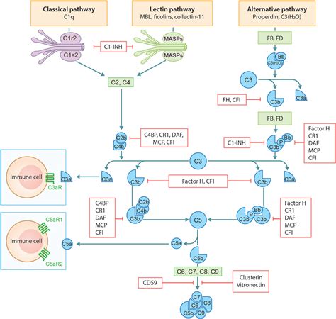 Frontiers | Complement Activation in Inflammatory Skin Diseases