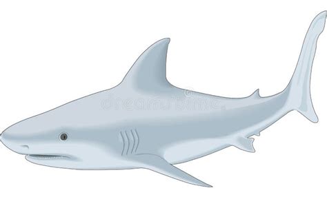 Shark illustration stock illustration. Illustration of grey - 11646590