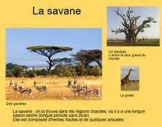 100 idées de Afrique | afrique, animaux de la savane, animaux afrique