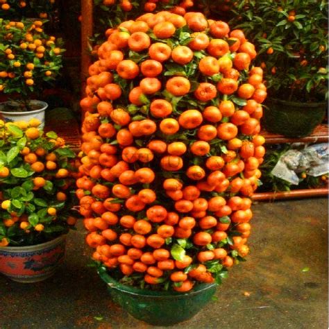 Big Promotion!Mandarin Orange Dwarf Bonsai Indoors Outdoors Fruit Tree ...