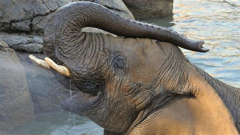 PHOTOS: Celebrating elephants at the Oakland Zoo - ABC7 San Francisco