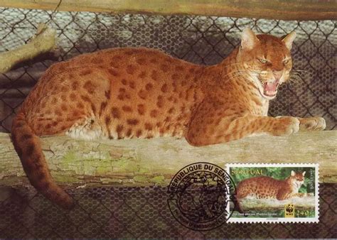 African Golden Cat - Facts, Diet, Habitat & Pictures on Animalia.bio