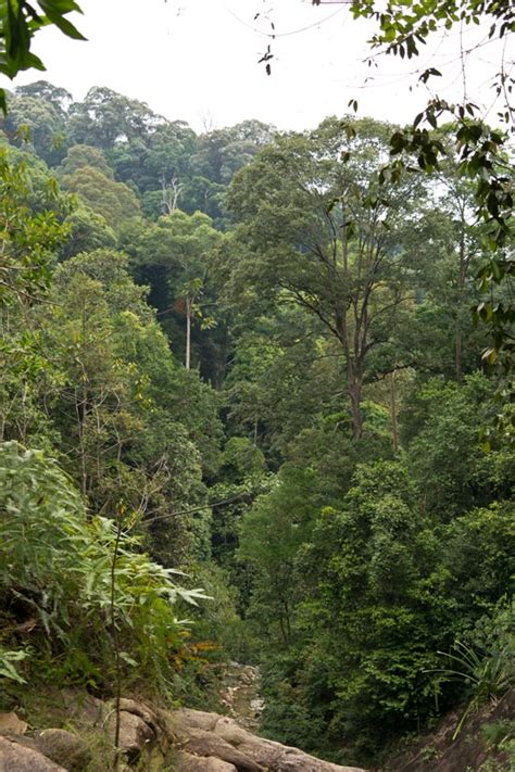 Gunung Pulai in Johor - Rainforest Journal