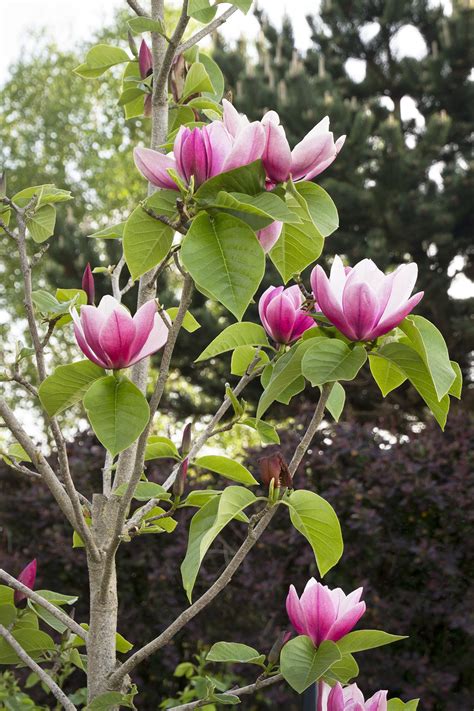 Rose Marie Magnolia | Flowering trees, Magnolia, Trees to plant