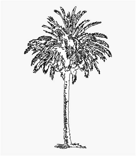 Fig Tree Clipart Black And White Picture Free Stock - Roystonea, HD Png ...