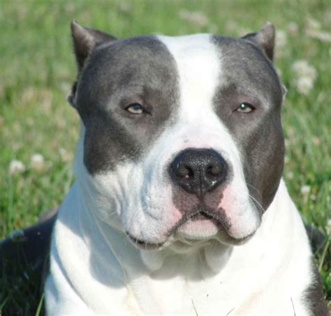 American Bully Breed Guide - Learn about the American Bully.