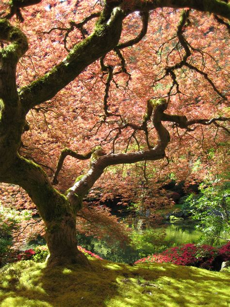 File:Portland Japanese Garden maple.jpg