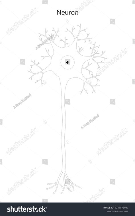 Neuron Neuronal Structure Black White Illustration Stock Vector ...