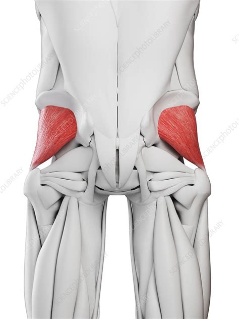 Gluteus minimus muscle, illustration - Stock Image - F027/2443 - Science Photo Library