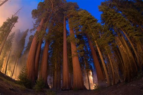 Giant Sequoias and Fire - Sequoia & Kings Canyon National Parks (U.S ...