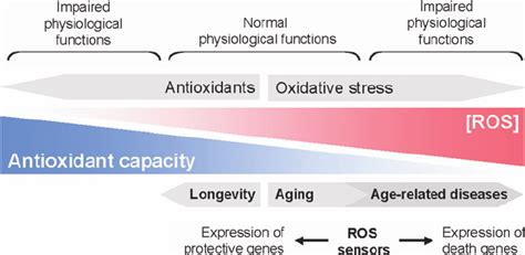 The balance between antioxidant capacity and ROS. ROS have important ...