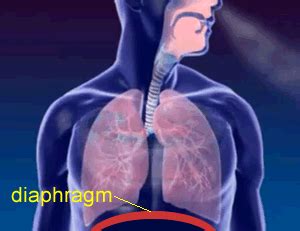 Biology -Respiratory system -The diaphragm and the lungs