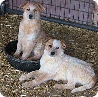 Farm Dogs, Great Pyrenees, Puppy Adoption, Australian Cattle Dog ...