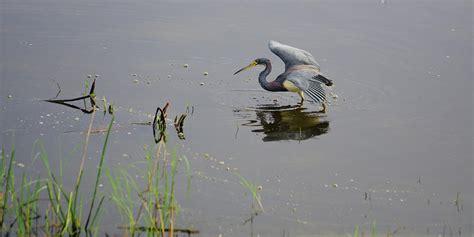 The Attack Heron - Florida Photograph by The Kenneth Smith