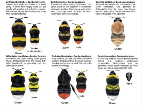 HOW TO ATTRACT BUMBLE BEES TO THE SUBURBAN GARDEN |The Garden of Eaden