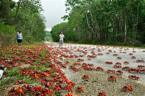 Red Crab Migration - Indian Ocean Experiences